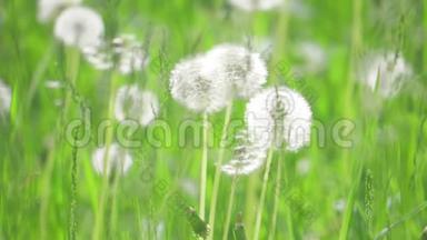 白色蓬松蒲公英，自然领域蒲公英慢生活方式运动视频绿色模糊的春天背景